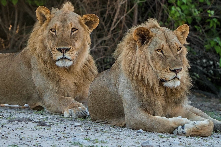 Blue Ant Media Renews Successful Content Partnership with Sky